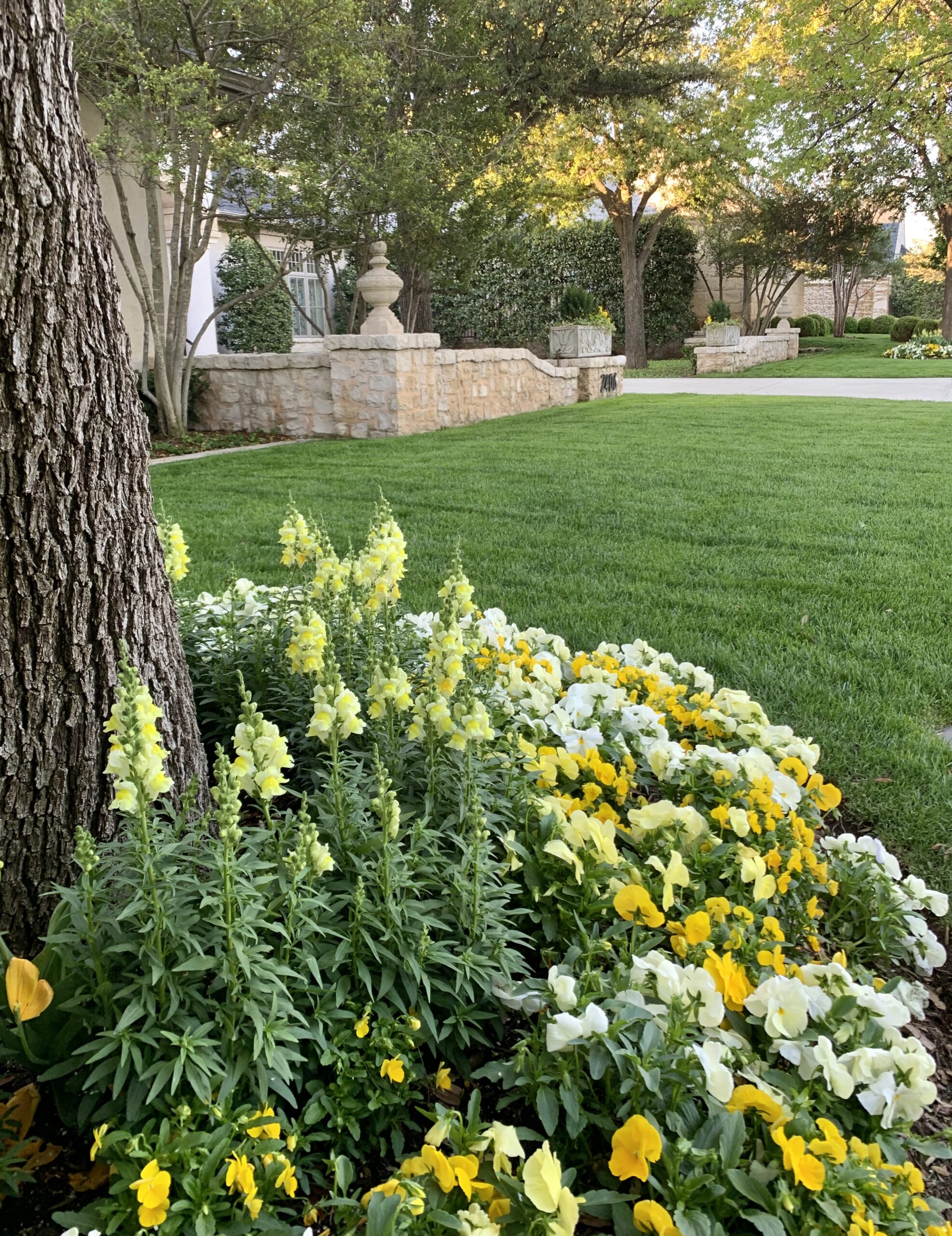 Front yard with colorful yellow flowers and grass