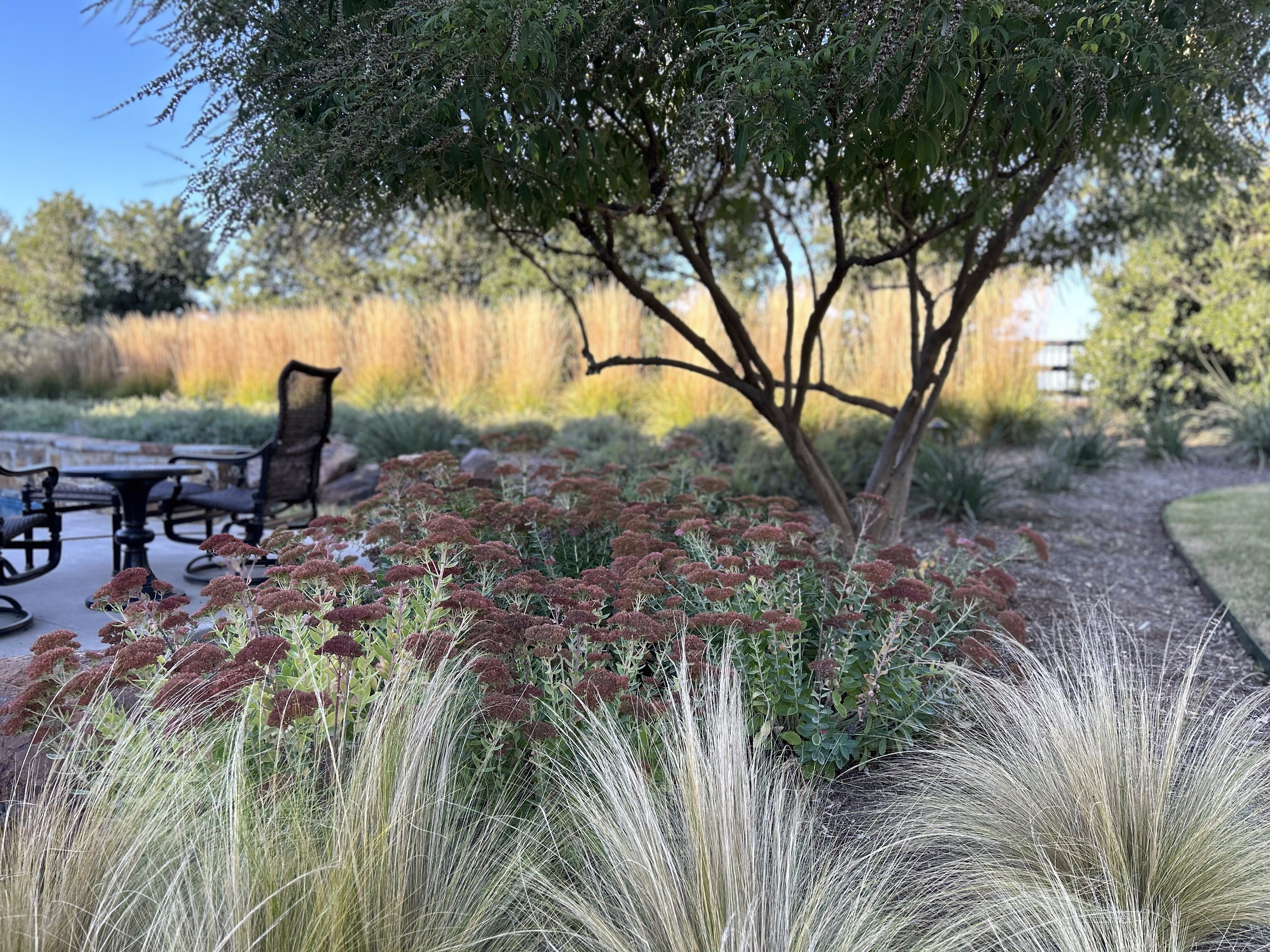 Oklahoma native plants