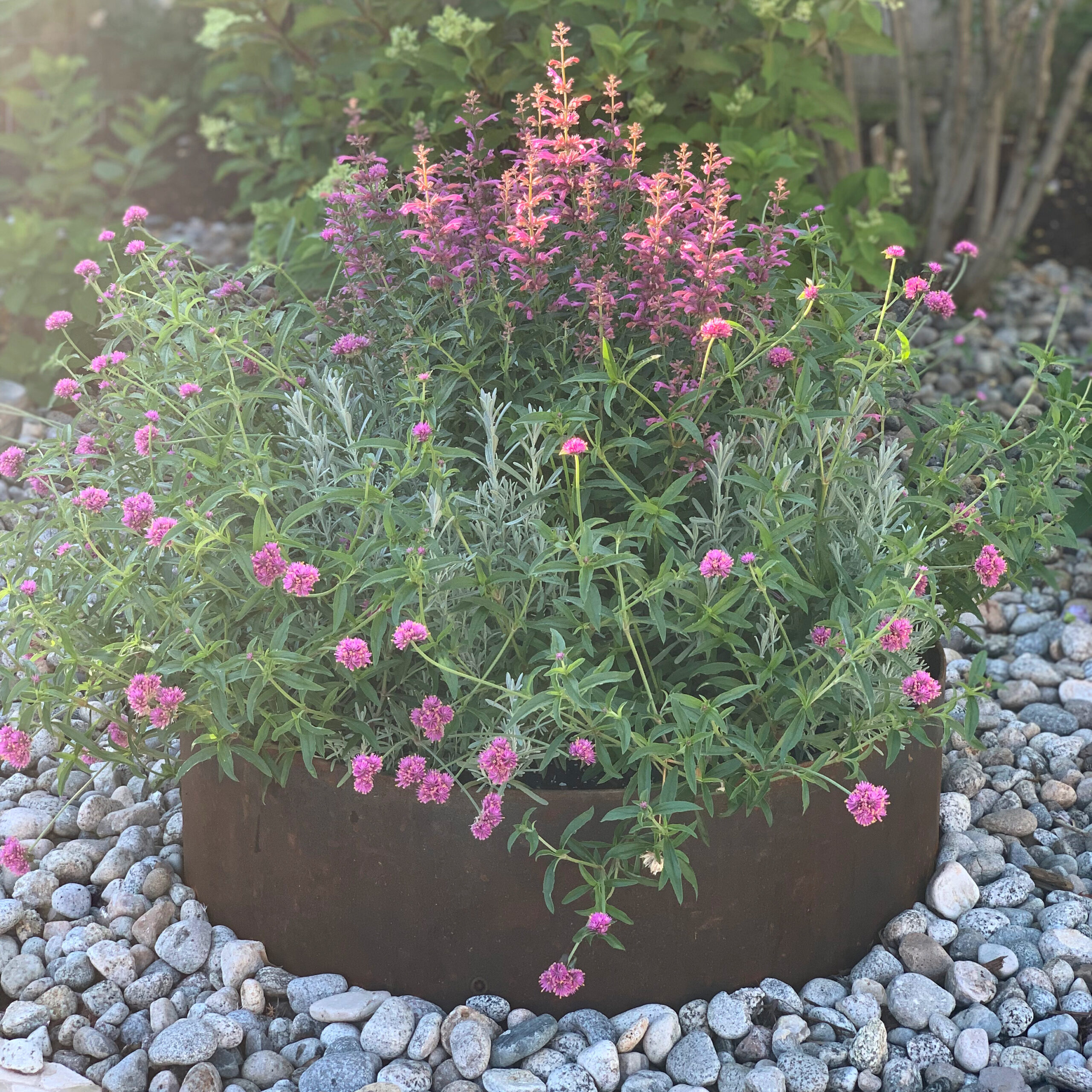 Close-up of Oklahoma landscaping plants
