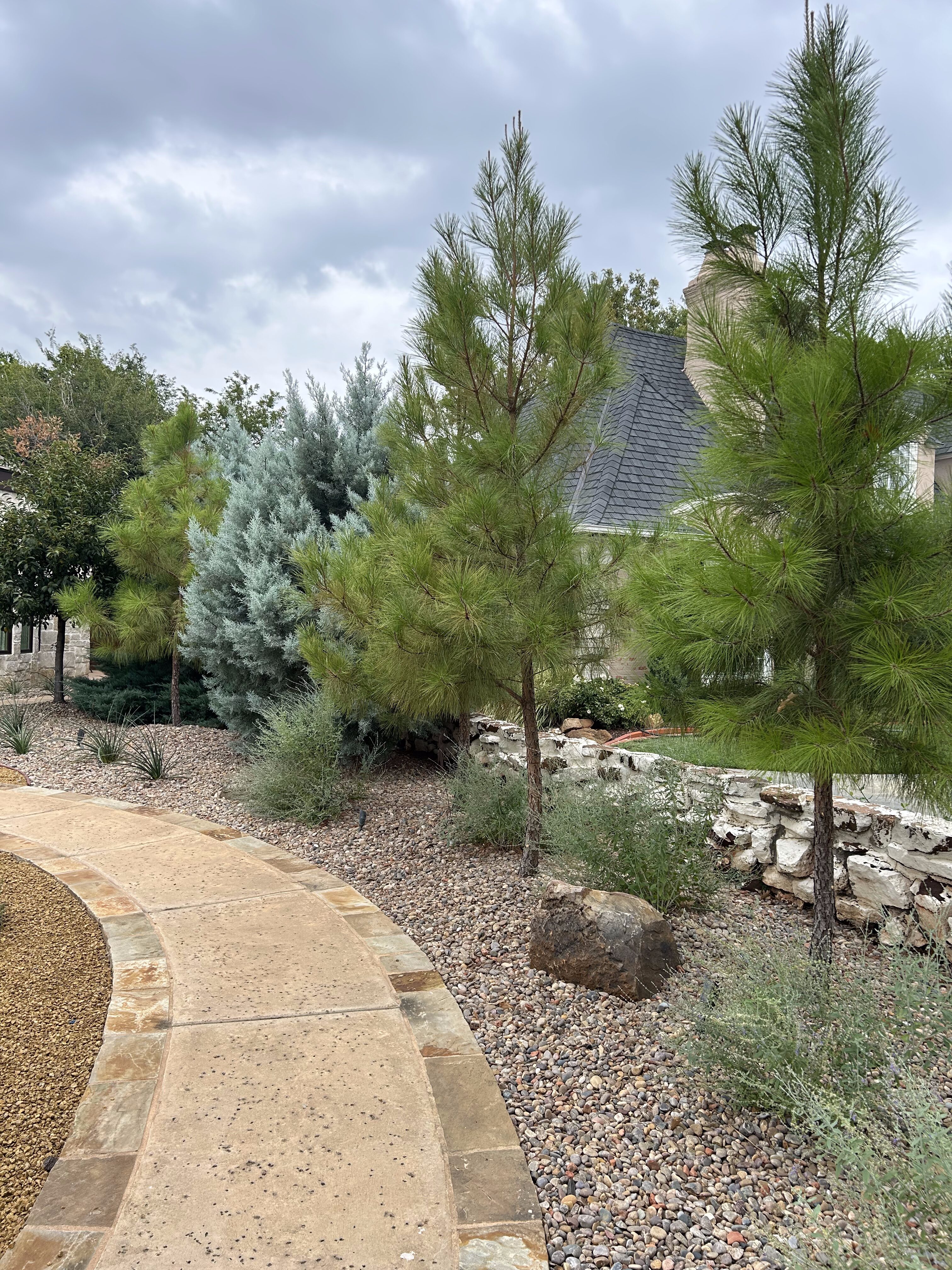 Evergreen trees with walkway