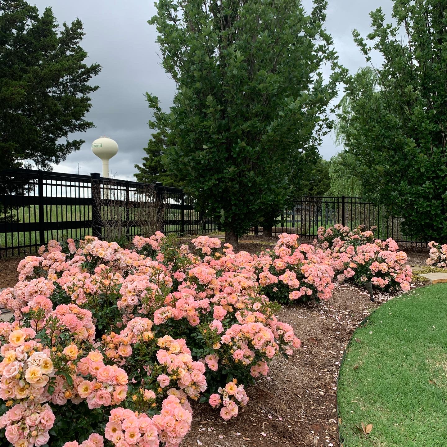 Outdoor Edmond landscape with rose bush clusters