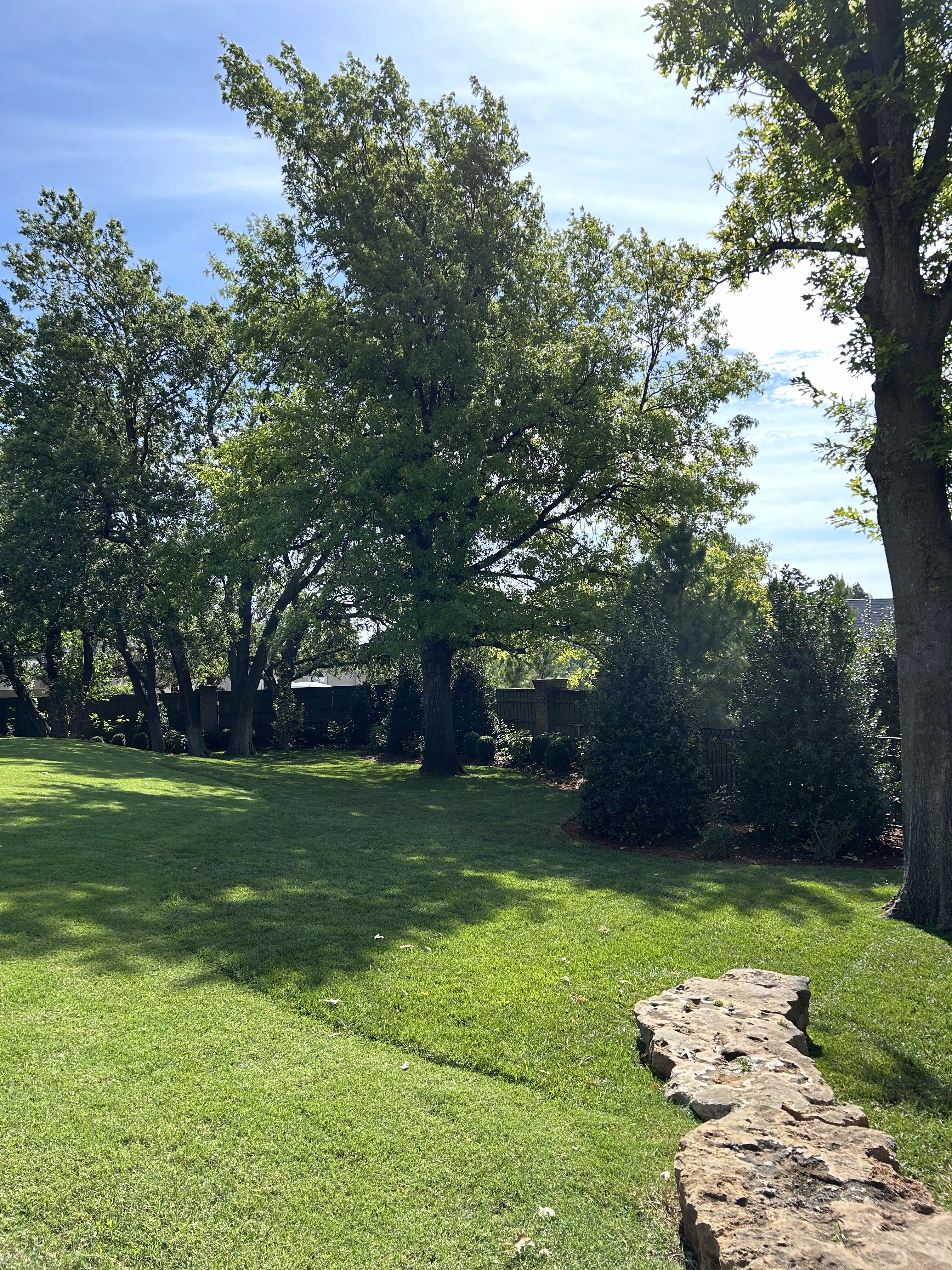 Backyard grass, trees and evergreens