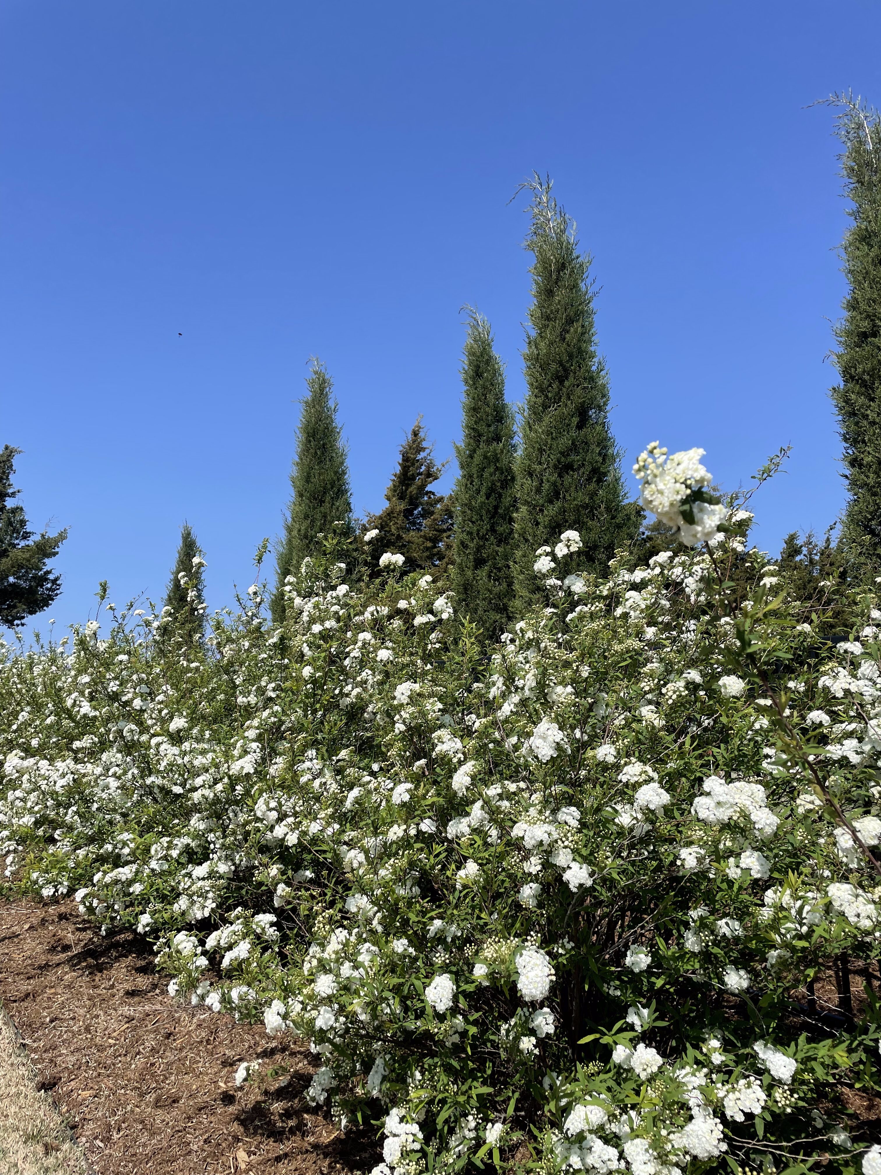 Rose bushes and evergreen trees