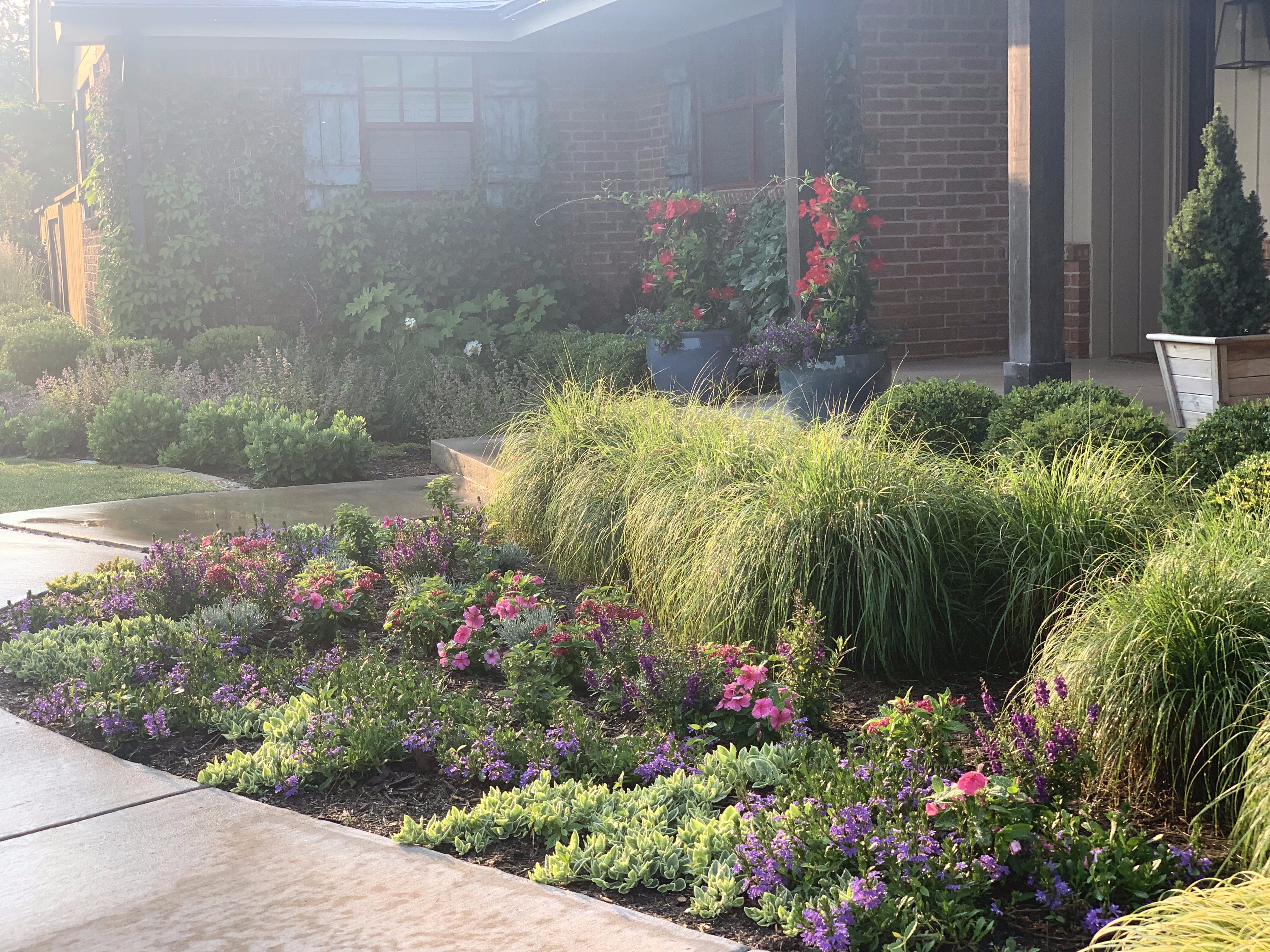 Front yard with grasses, planters and colorful flowers