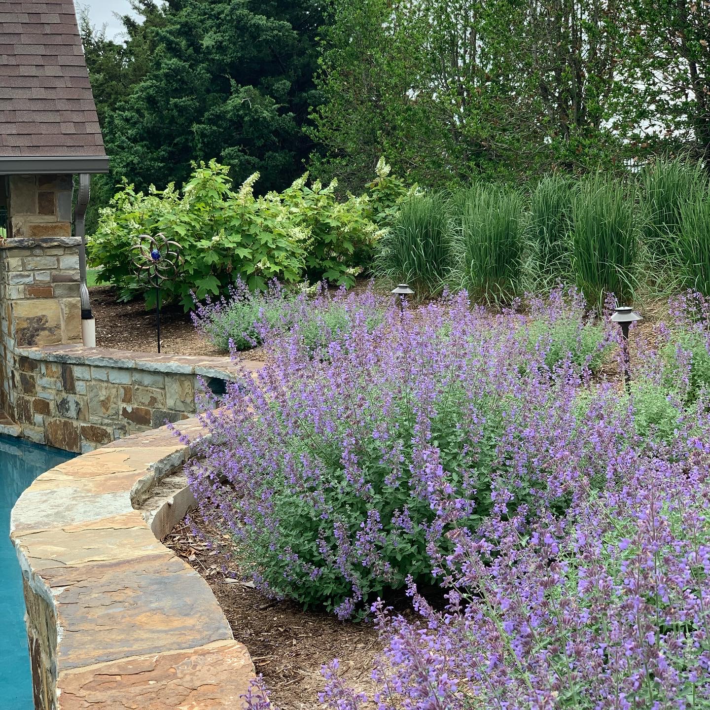 Outdoor Edmond landscape with pool and plants