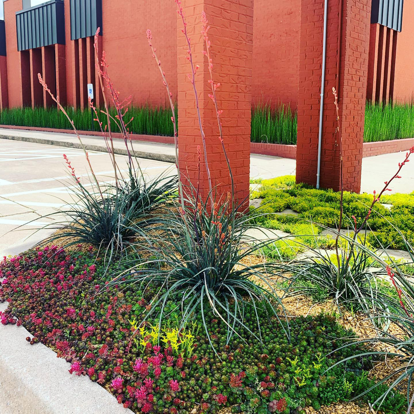 Drought-tolerant plants in corporate office building