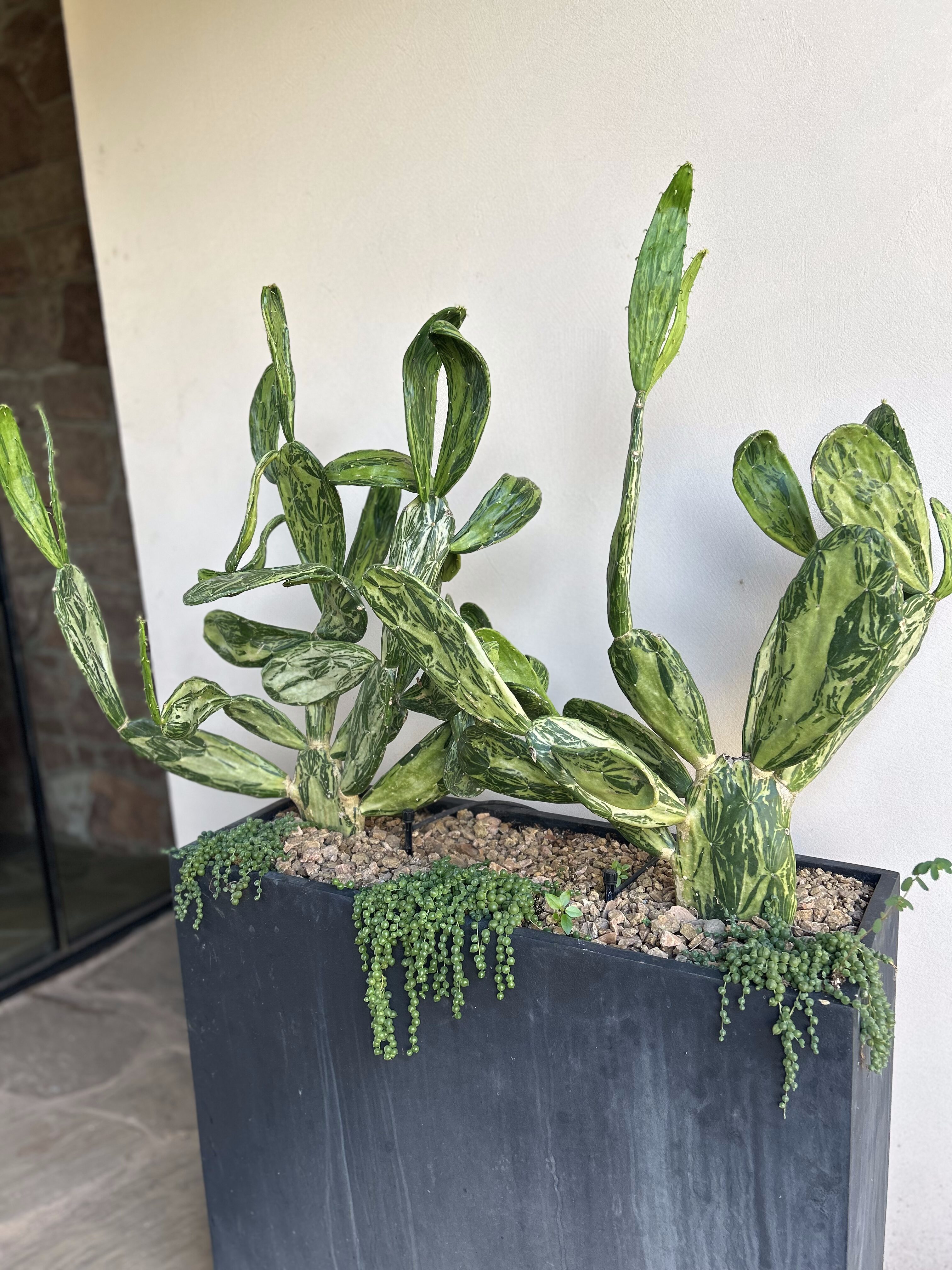 Close-up of Oklahoma cactus planter