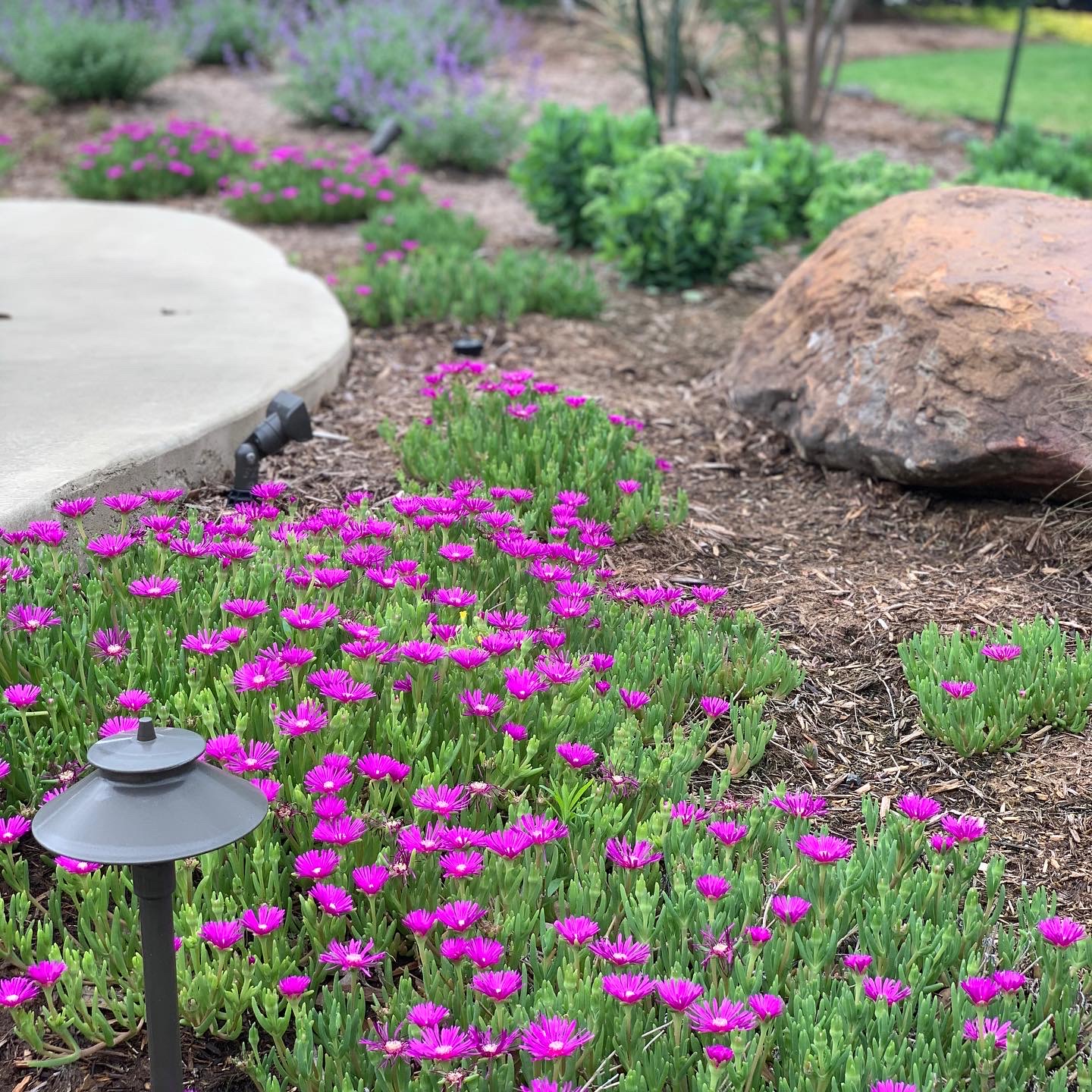 Close-up of Oklahoma tolerant plants