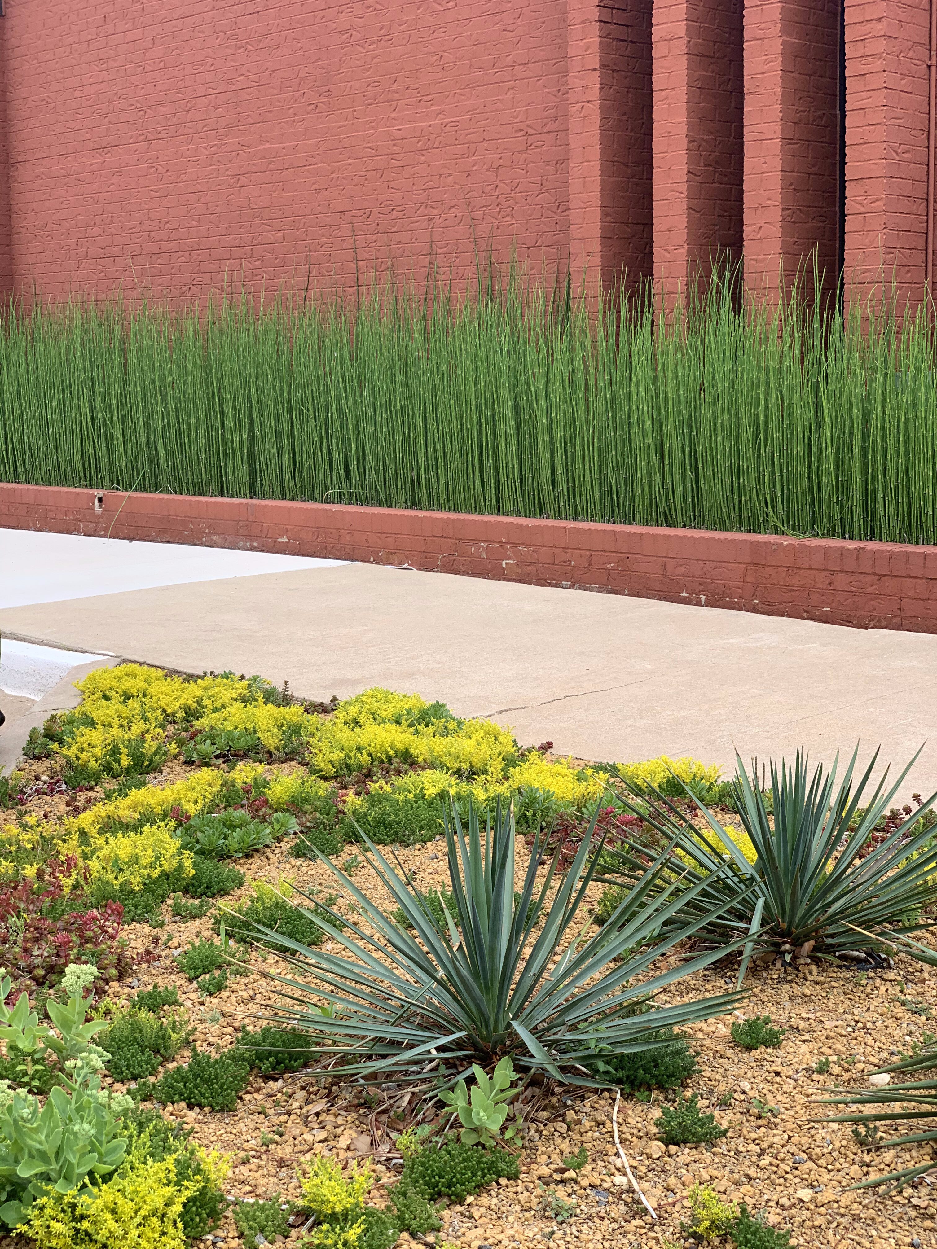 Horsetail bamboo and drought-tolerant plants in corporate office building