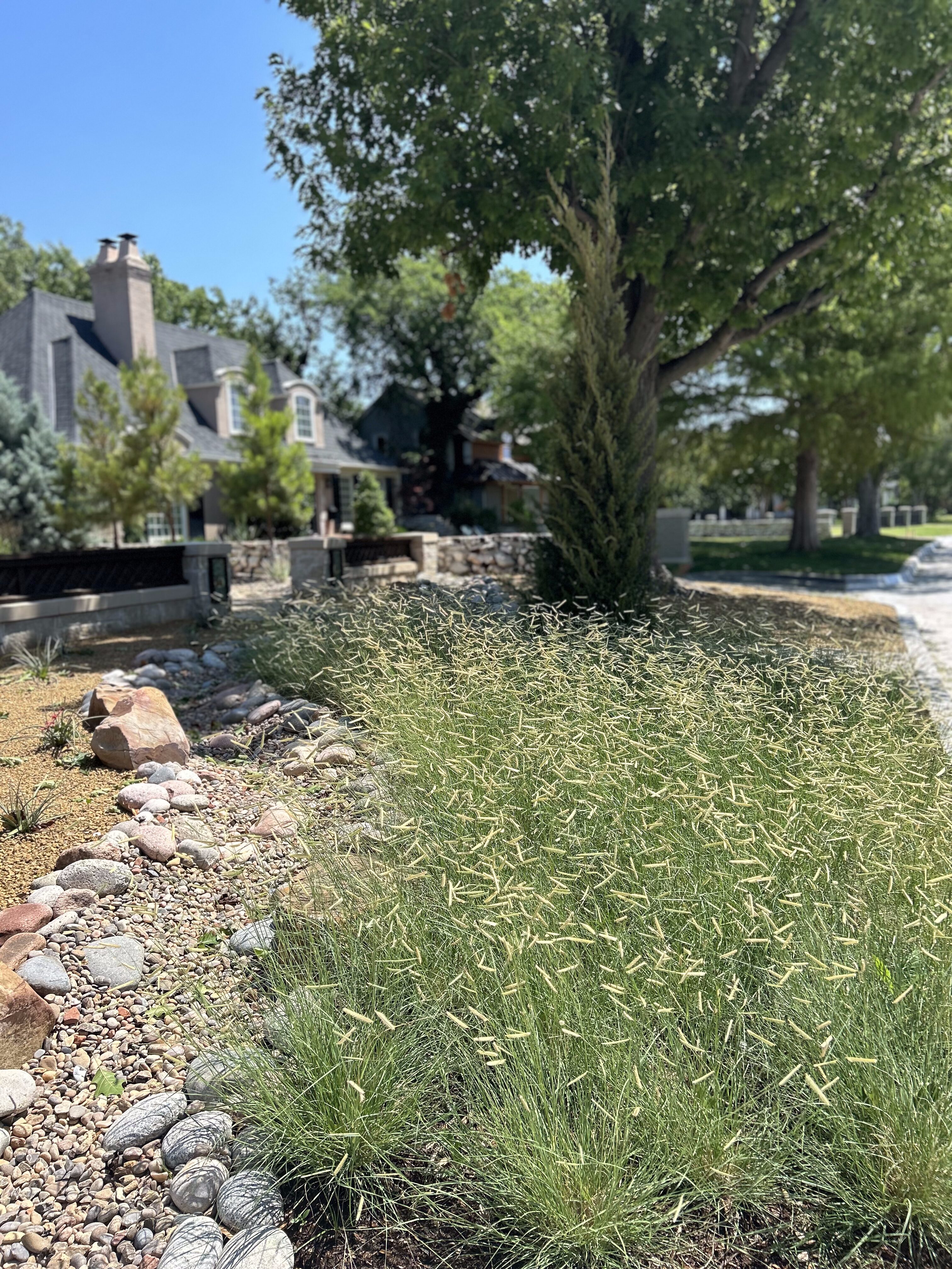 Oklahoma friendly grasses with river rock creek