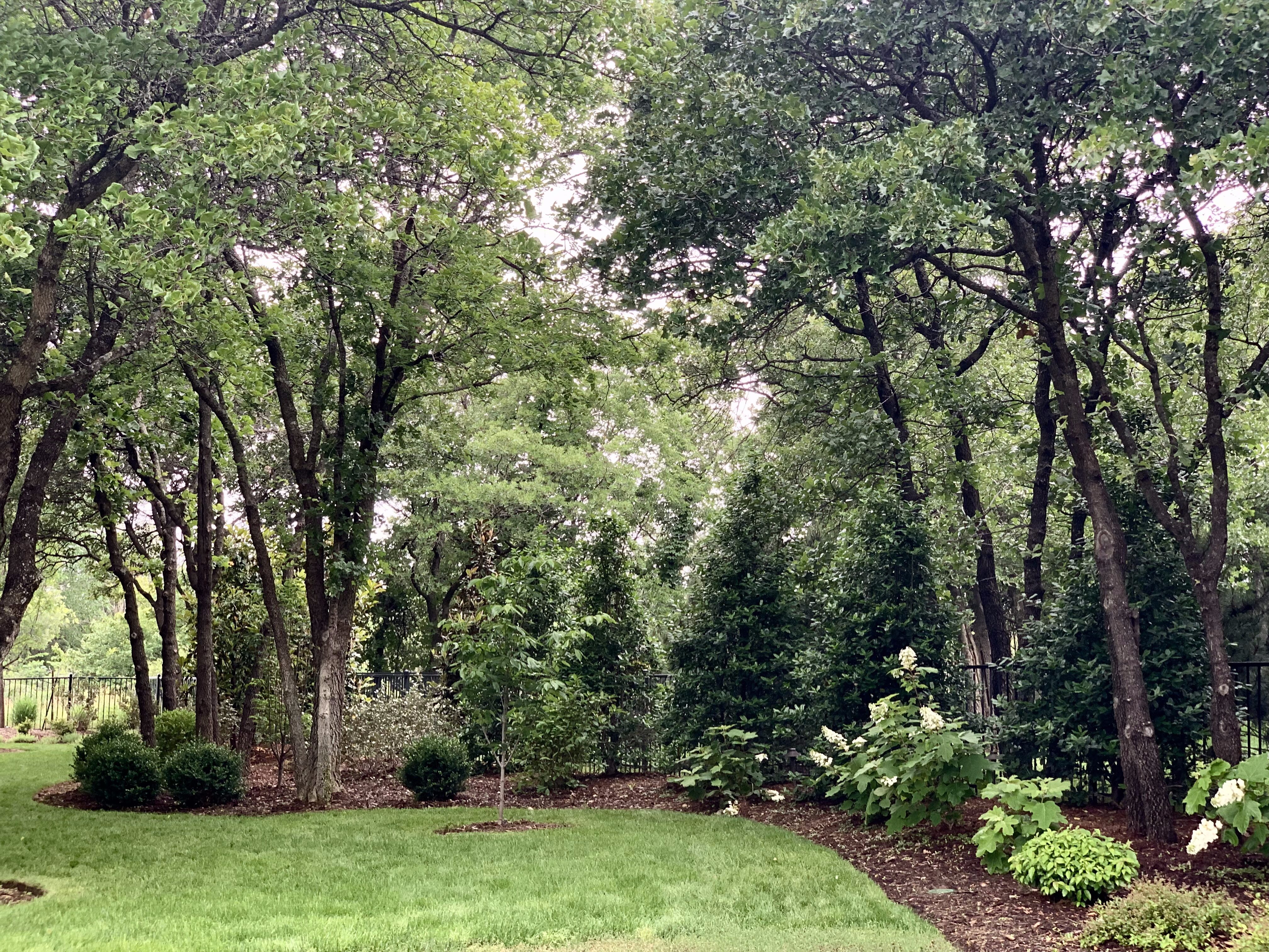 Tall tree backyard design with plants and mulch