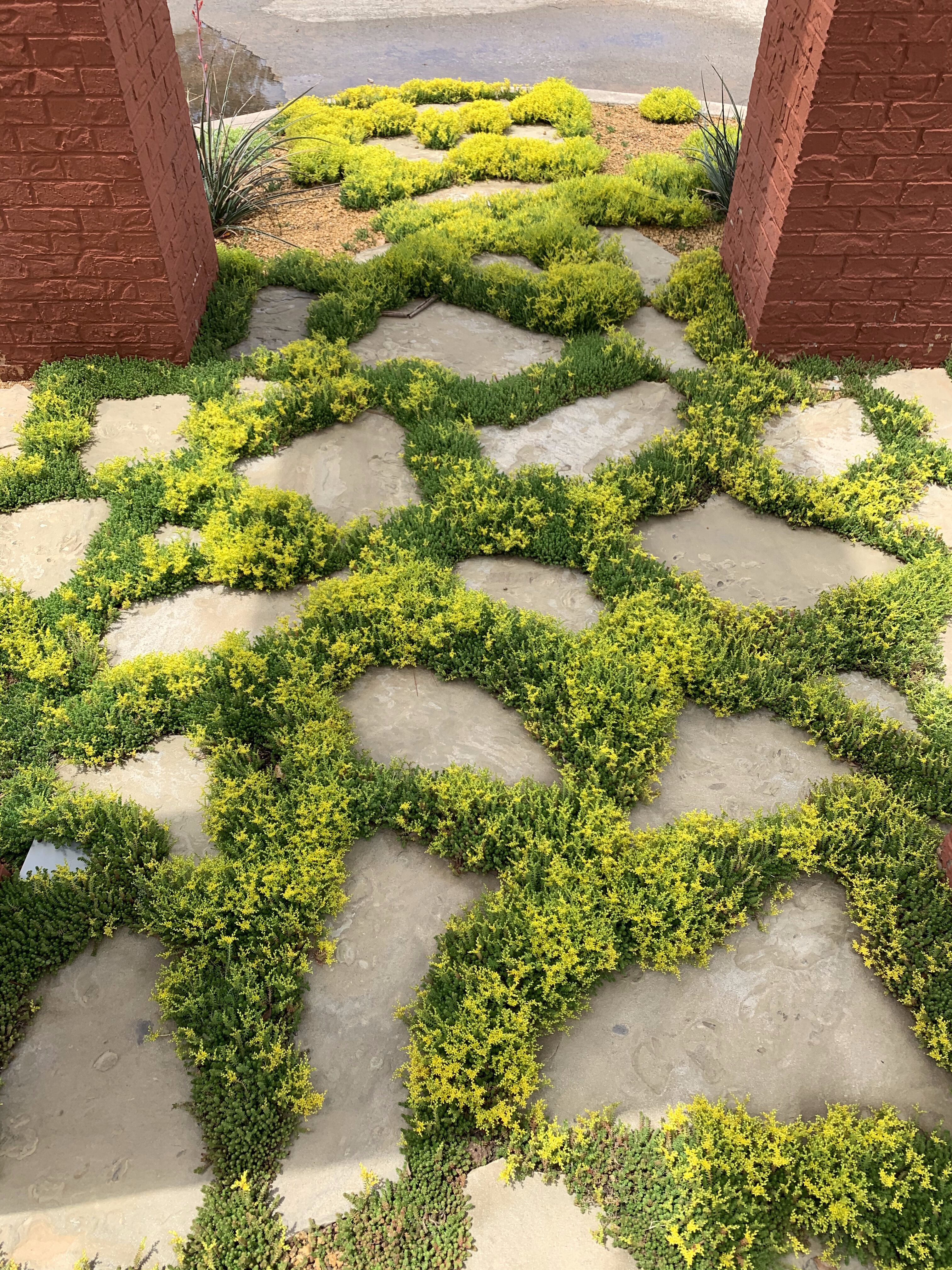 Pavers and drought-tolerant plants at an office building