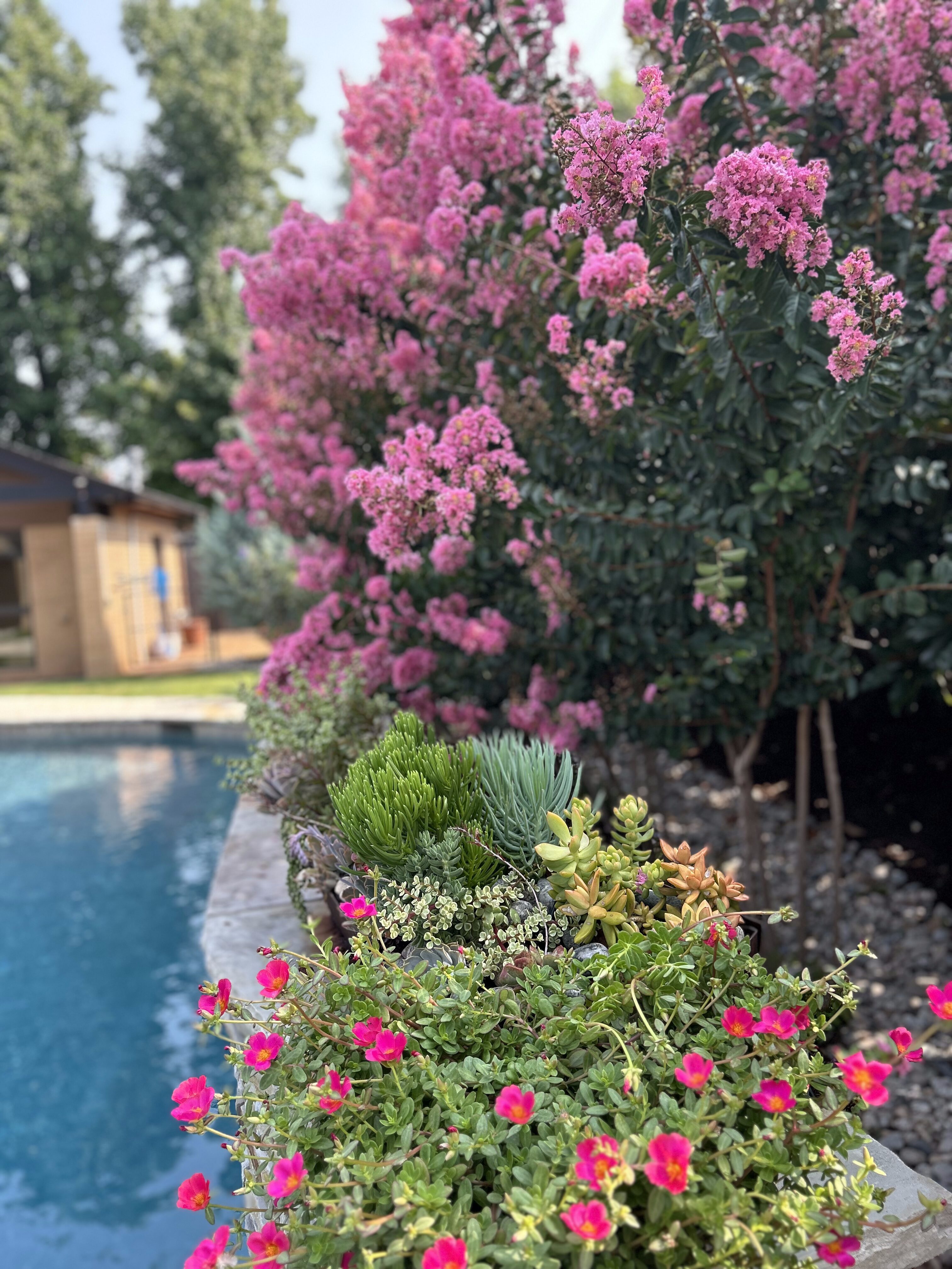Close-up of Oklahoma landscaping plants and pool