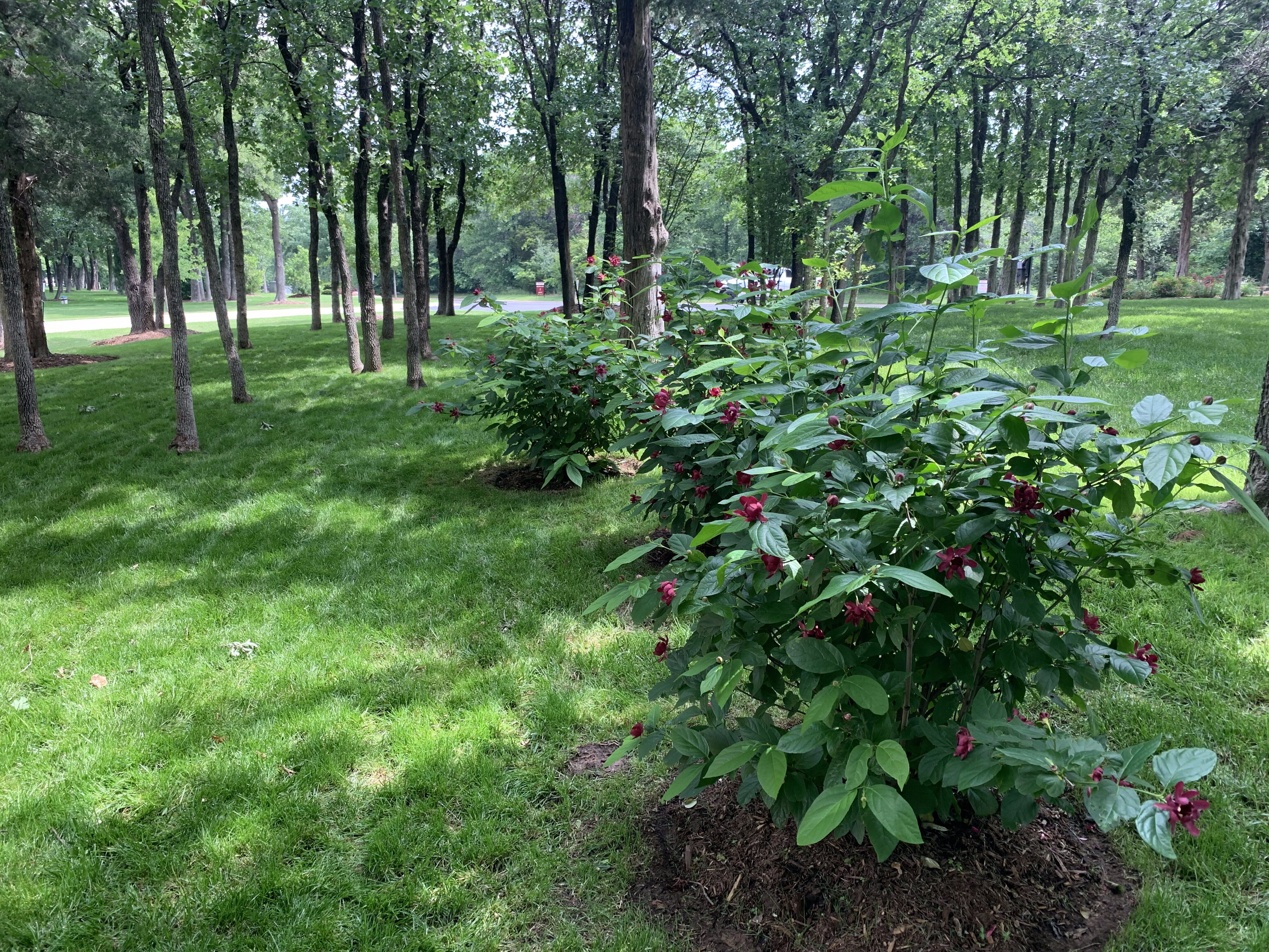 Close-up of Oklahoma plants