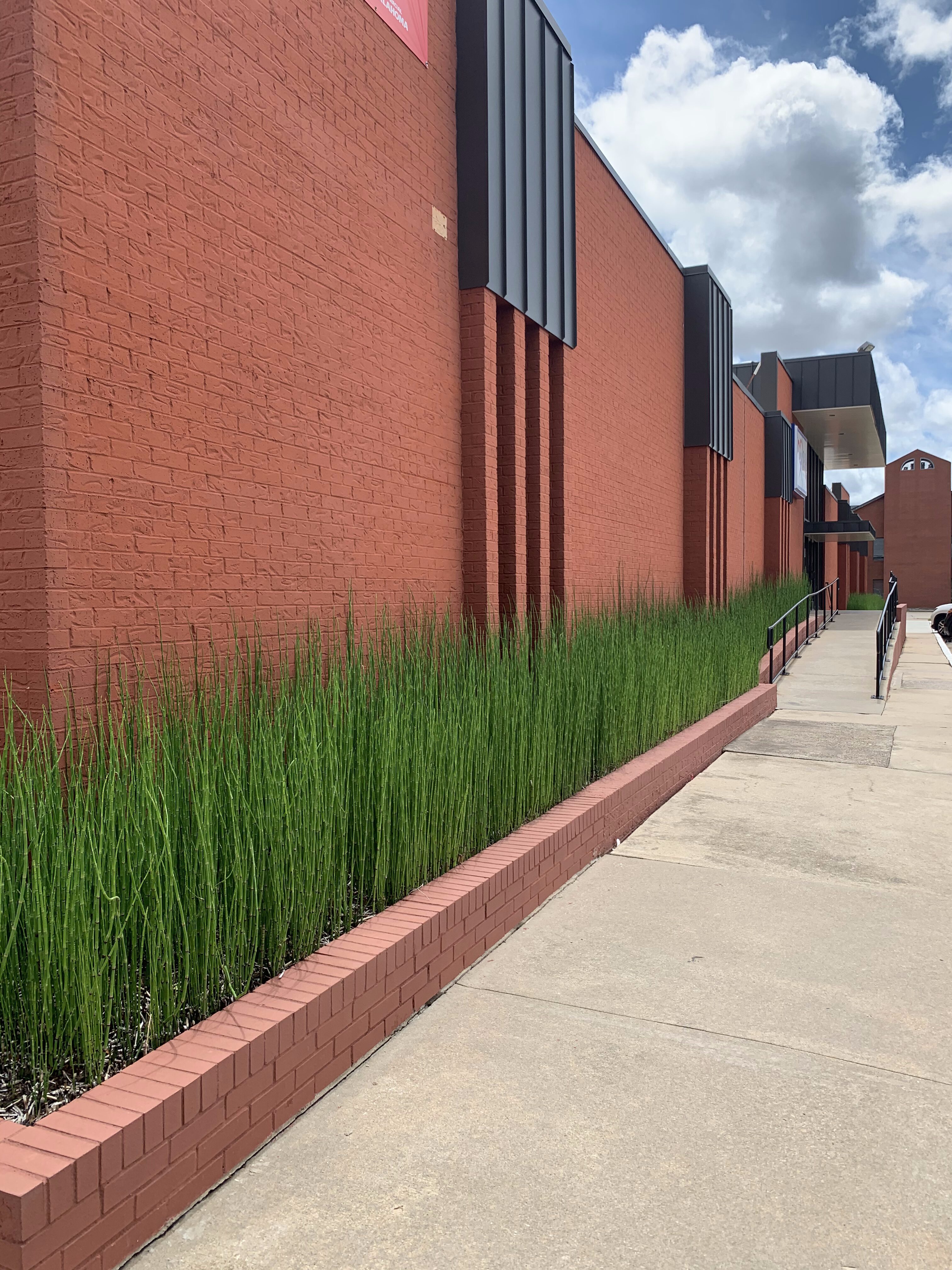 Modern horsetail bamboo plants in planter