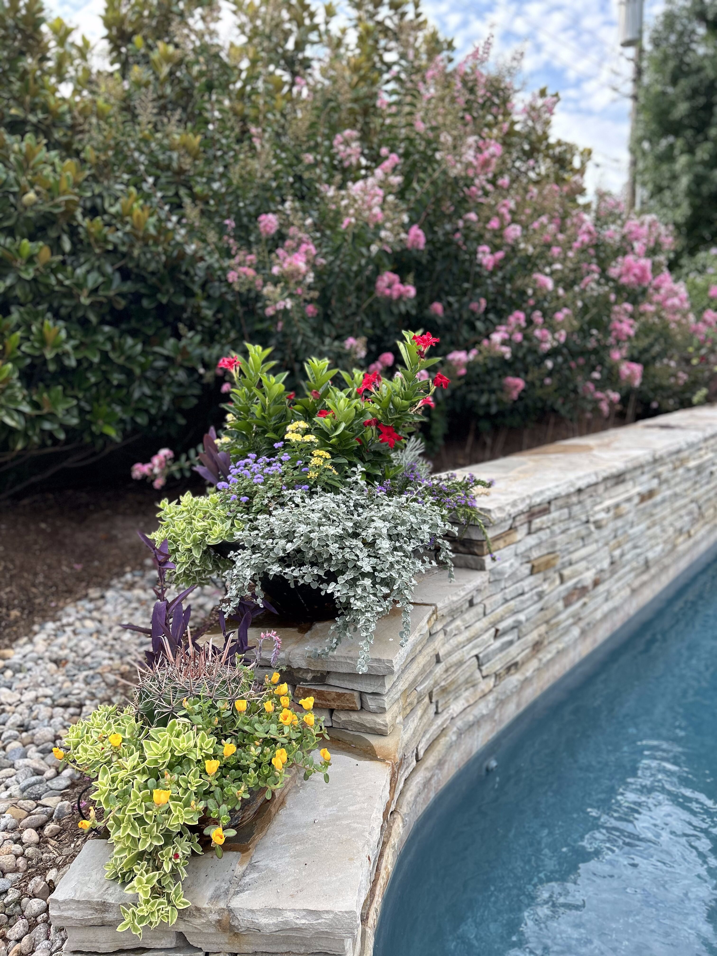 Close-up of Oklahoma landscaping plants and pool