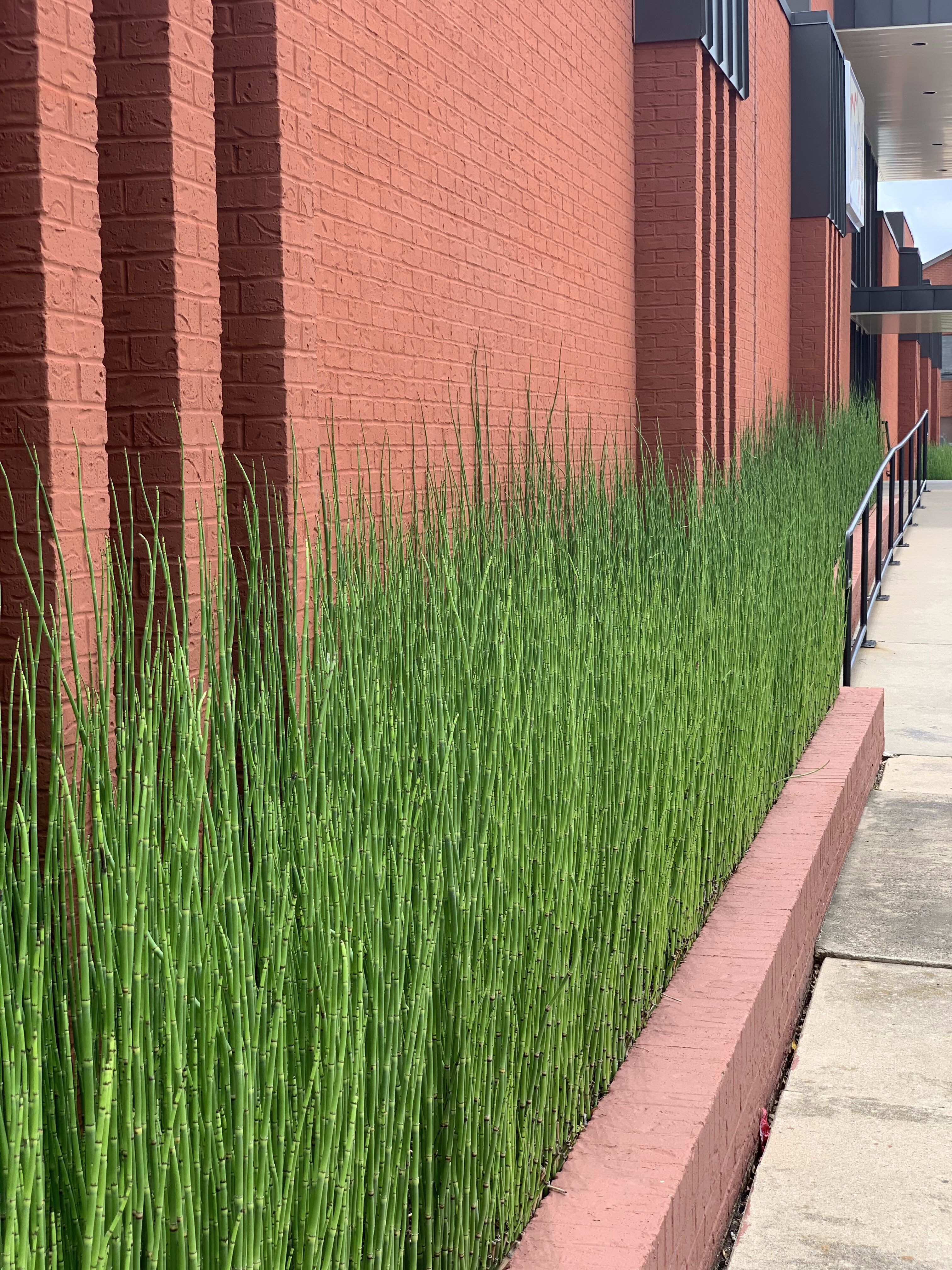 Modern horsetail bamboo plants in planter