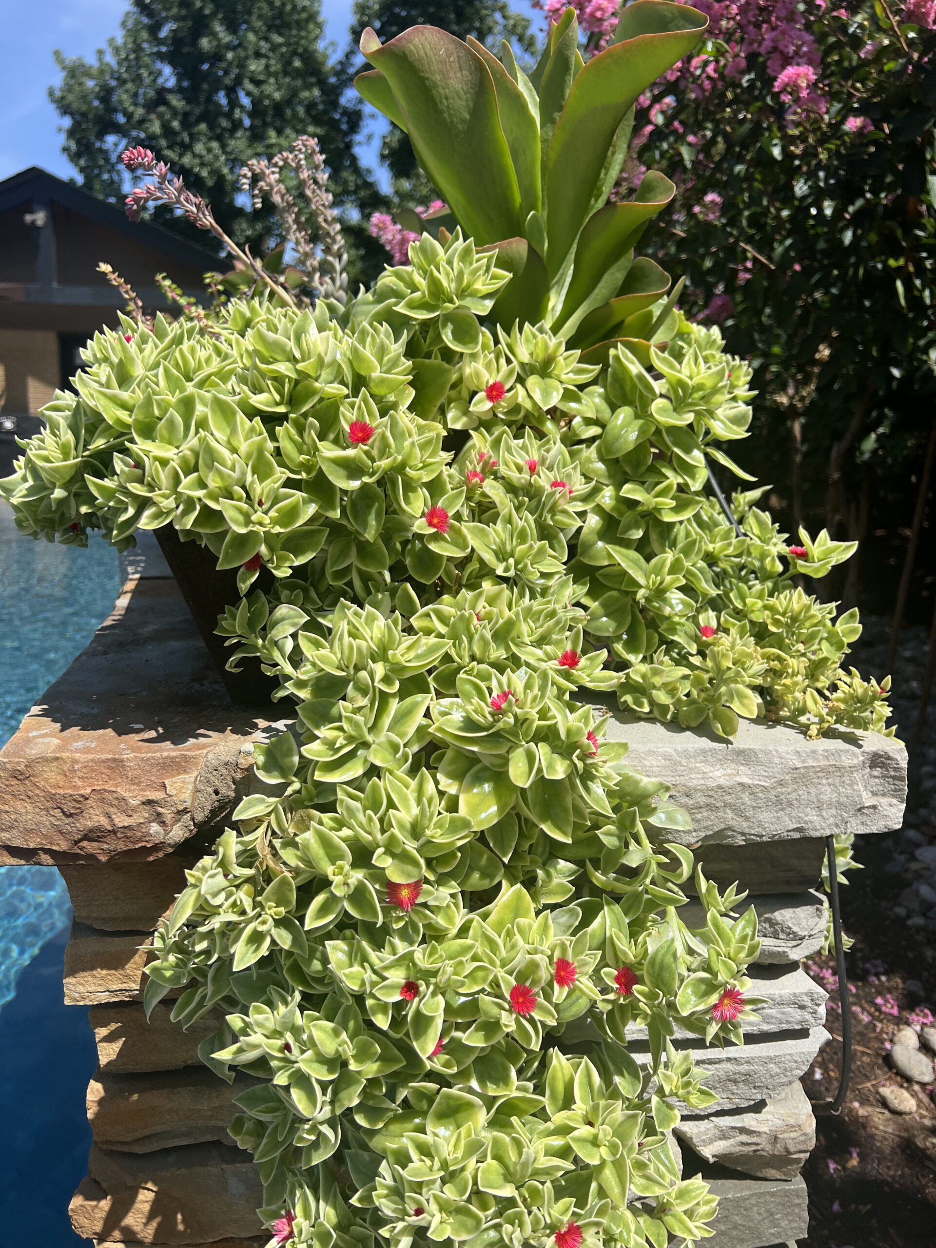 Close-up of Oklahoma landscaping plants